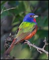 _3SB3736 painted bunting